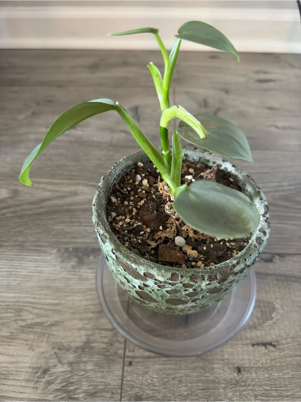 Philodendron Silver Sword